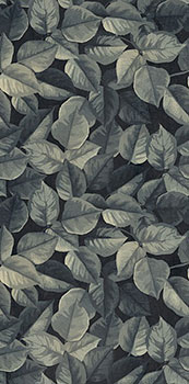 1 ABK wide and style mini foliage 60x120x0.7